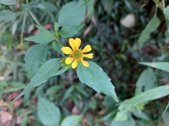 Melanthera latifolia