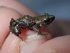 Eleutherodactylus campi
