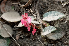 Gaultheria erecta