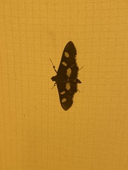 Desmia funeralis
