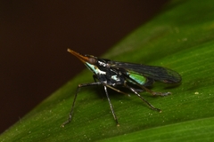 Dictyopharinae