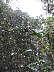 Anthocleista amplexicaulis