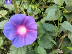 Ipomoea orizabensis orizabensis