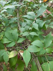 Euonymus alatus