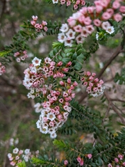 Thryptomene calycina