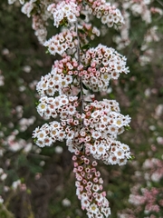 Thryptomene calycina