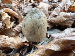 Coprinopsis romagnesiana