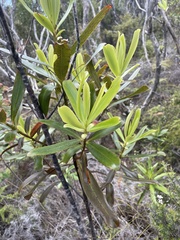 Myrsine salicina