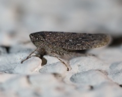 Cicadellidae