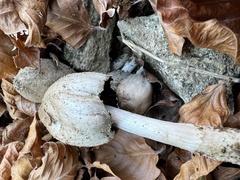 Coprinopsis romagnesiana