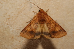 Helicoverpa assulta