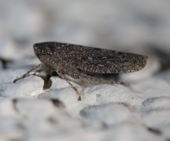 Cicadellidae
