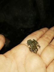 Eleutherodactylus nitidus