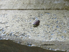 Rochaina phalerata