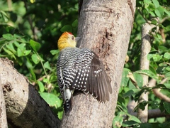 Melanerpes hoffmannii