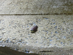 Rochaina phalerata
