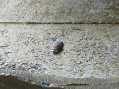 Rochaina phalerata