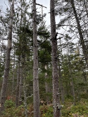 Pinus resinosa