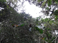 Anthocleista amplexicaulis