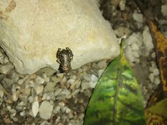 Eleutherodactylus nitidus