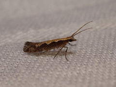 Plutella xylostella-australiana