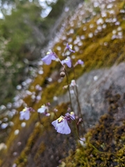 Utricularia grampiana