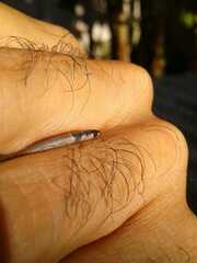 Tantilla melanocephala