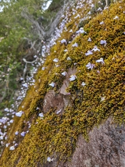Utricularia grampiana