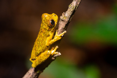 Dendropsophus microps