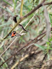 Melanopleurus bicolor