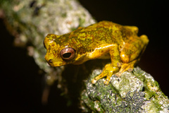 Dendropsophus microps