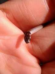 Tantilla melanocephala