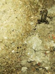 Eleutherodactylus nitidus