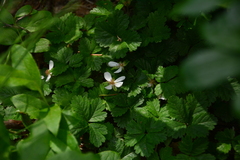 Rubus pedatus