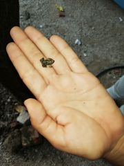 Eleutherodactylus nitidus