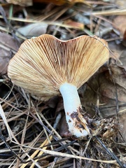 Lactarius vinaceorufescens