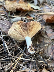 Lactarius vinaceorufescens