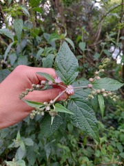 Cyrtocymura scorpioides