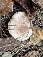 Lactarius vinaceorufescens