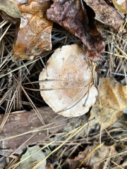 Lactarius vinaceorufescens