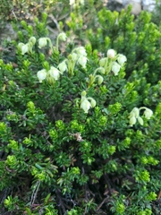 Phyllodoce glanduliflora