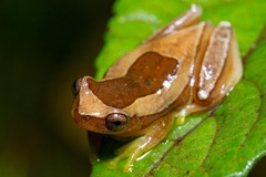 Dendropsophus elegans
