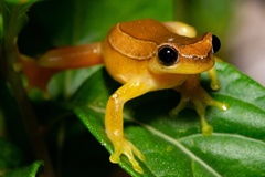 Dendropsophus elegans