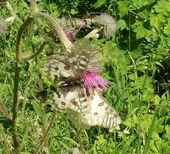 Parnassius clodius