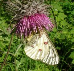 Parnassius clodius