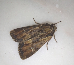 Mniotype occidentalis