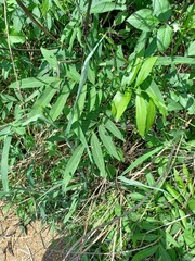 Sapindus mukorossi