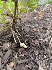 Arachis hypogaea