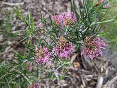 Grevillea confertifolia