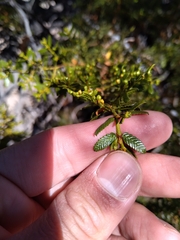 Larrea nitida